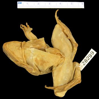 Media type: image; Herpetology A-28299